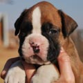 Tanyati G Litter
