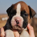 Tanyati G Litter