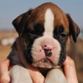 Tanyati G Litter