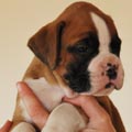 Tanyati G Litter
