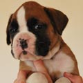 Tanyati G Litter