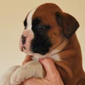 Tanyati G Litter