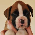 Tanyati G Litter