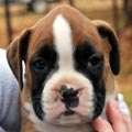 Tanyati G Litter