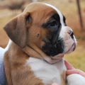 Tanyati G Litter