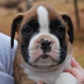 Tanyati G Litter