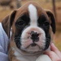 Tanyati G Litter