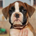 Tanyati G Litter