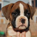 Tanyati G Litter