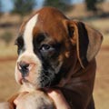 Tanyati G Litter