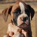Tanyati G Litter