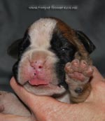 Tanyati G Litter