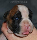 Tanyati G Litter