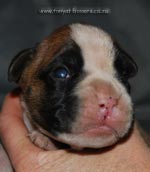 Tanyati G Litter
