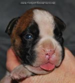 Tanyati G Litter