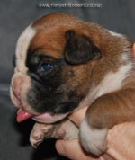 Tanyati G Litter