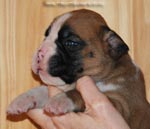 Tanyati G Litter
