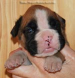 Tanyati G Litter