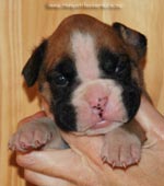 Tanyati G Litter