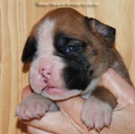 Tanyati G Litter