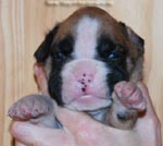 Tanyati G Litter