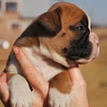 Tanyati G Litter