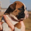 Tanyati G Litter