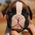 Tanyati G Litter