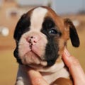 Tanyati G Litter