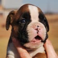 Tanyati G Litter