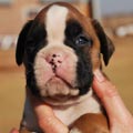 Tanyati G Litter