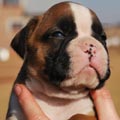 Tanyati G Litter