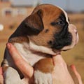 Tanyati G Litter