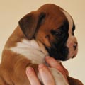 Tanyati G Litter