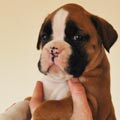 Tanyati G Litter