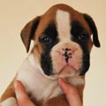 Tanyati G Litter