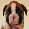 Tanyati G Litter