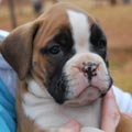 Tanyati G Litter