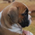 Tanyati G Litter