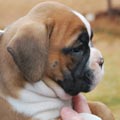 Tanyati G Litter