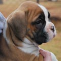 Tanyati G Litter