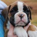 Tanyati G Litter