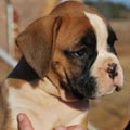 Tanyati G Litter