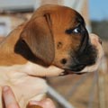 Tanyati G Litter