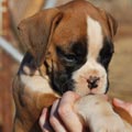 Tanyati G Litter