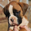 Tanyati G Litter