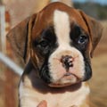 Tanyati G Litter