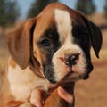Tanyati G Litter