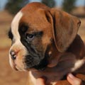 Tanyati G Litter