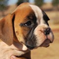 Tanyati G Litter